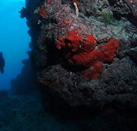 Stepping Stones Dive Site - Kempsey Accommodation