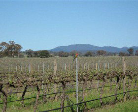 Monument Vineyard - Kempsey Accommodation 1