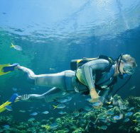 Seaflight Bommie Dive Site - Kempsey Accommodation