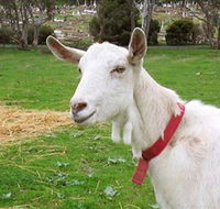 Dunkell Goats - Kempsey Accommodation