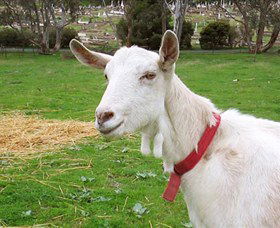Dunkell Goats - Kempsey Accommodation 0