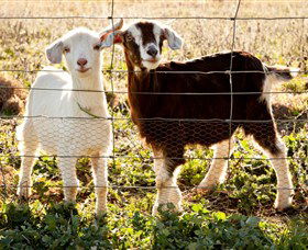 Dunkell Goats - Kempsey Accommodation 3