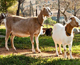 Dunkell Goats - Kempsey Accommodation 1
