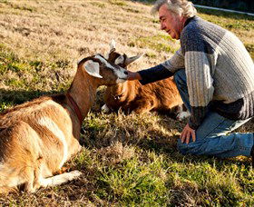 Dunkell Goats - Kempsey Accommodation 4