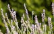 Rustique Lavender Farm - thumb 0