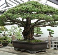 Peards Complex Albury