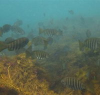 Bunurong Marine and Coastal Park - Kempsey Accommodation