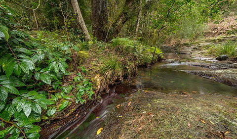Nowendoc National Park - Kempsey Accommodation 2