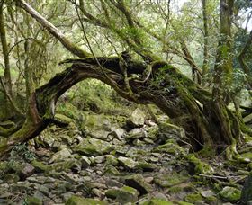 Mitchell River Walking Track - Kempsey Accommodation 0