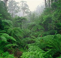Tarra Bulga National Park - Kempsey Accommodation
