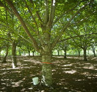 Sassafras Nuts - Kempsey Accommodation
