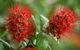 Hervey Bay Botanic Gardens - thumb 2