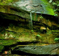 Strickland State Forest - Kempsey Accommodation