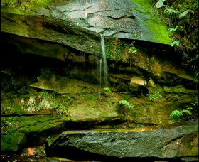 Strickland State Forest - Kempsey Accommodation 0