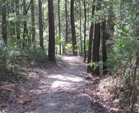 Strickland State Forest - Kempsey Accommodation 2