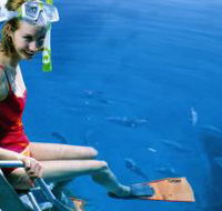 Roy Rufus Artificial Reef Dive Site - Kempsey Accommodation