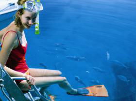 Roy Rufus Artificial Reef Dive Site - Kempsey Accommodation 0