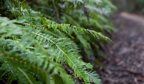 Monga National Park - Kempsey Accommodation 2