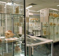Museum of Human Disease - Kempsey Accommodation