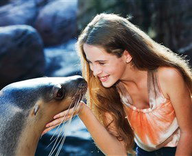 Sea Life Sunshine Coast - Kempsey Accommodation 1