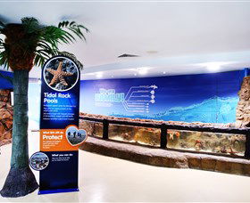 Sea Life Sunshine Coast - Kempsey Accommodation 2