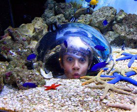 Sea Life Sunshine Coast - Kempsey Accommodation 0