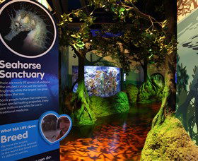 Sea Life Sunshine Coast - Kempsey Accommodation 3