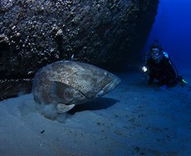 HMAS Brisbane Dive Site - Kempsey Accommodation 3