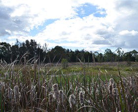 Jabiru Geenbeebeinga Wetlands - Kempsey Accommodation 1