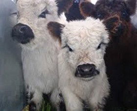 Honeycomb Valley Farm - Kempsey Accommodation 3