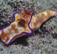 Curtain Artificial Reef Dive Site - Kempsey Accommodation