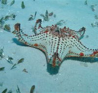 The Pines Dive Site - Kempsey Accommodation