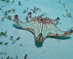 The Pines Dive Site - Kempsey Accommodation 0