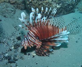 The Pines Dive Site - Kempsey Accommodation 1