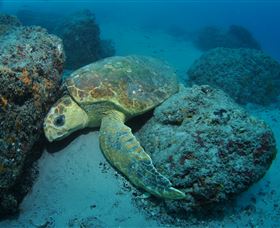 The Pines Dive Site - Kempsey Accommodation 3