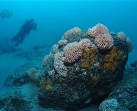 The Pines Dive Site - Kempsey Accommodation 2