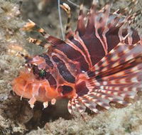 The Seaway Dive Site - Kempsey Accommodation