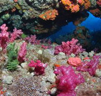 Cherubs Cave Dive Site - Kempsey Accommodation