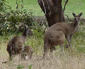 Capel Golf Club - Kempsey Accommodation 2
