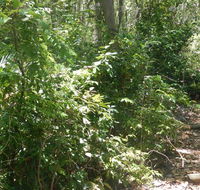 Bridle trail - Kempsey Accommodation