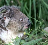 Koala Hospital - Kempsey Accommodation