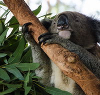 Macquarie Nature Reserve - Kempsey Accommodation