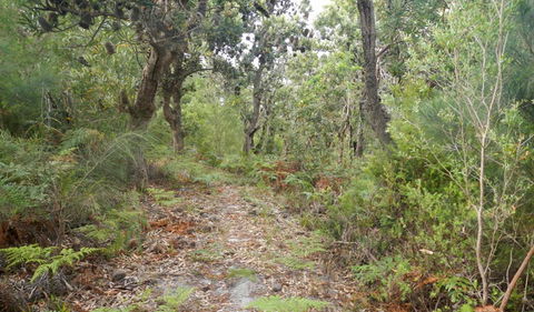 Kinchela Trig Lookout Walk - Kempsey Accommodation 0