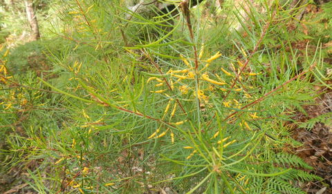 Kinchela Trig Lookout Walk - Kempsey Accommodation 1