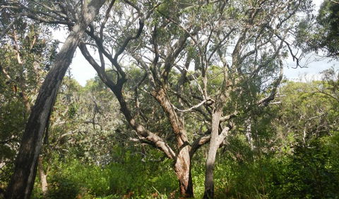 Kinchela Trig Lookout Walk - Kempsey Accommodation 2