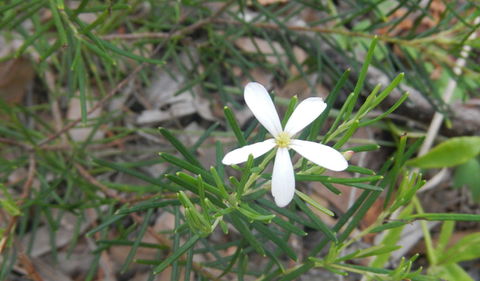 Kinchela Trig Lookout Walk - Kempsey Accommodation 3