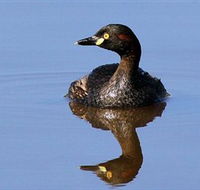 Panboola Wetlands - Kempsey Accommodation