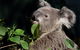 Koala Transfers - thumb 0