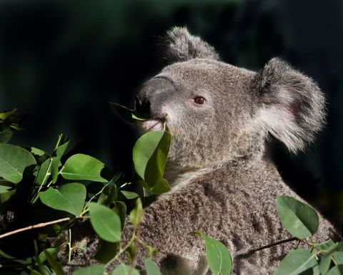 Koala Transfers - Kempsey Accommodation 0