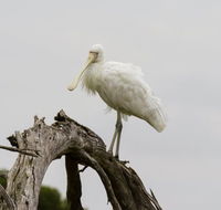 Melbourne Birding Tours - Kempsey Accommodation
